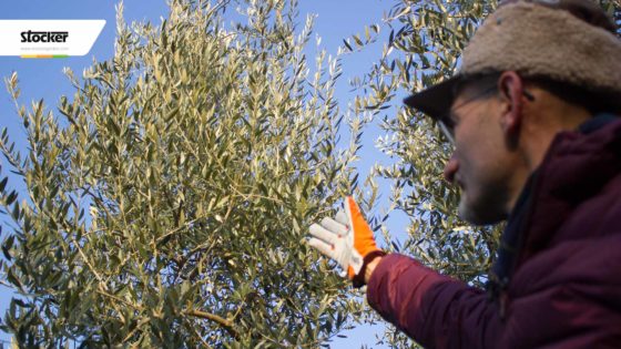 Thumbnail: Potare l'olivo - quando potare l'olivo