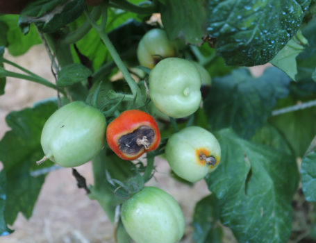 Marciume apicale del pomodoro