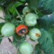 Marciume apicale del pomodoro