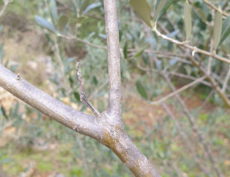 Branchetta di olivo