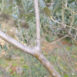 Branchetta di olivo