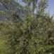 Olivo coltivato a vaso policonico