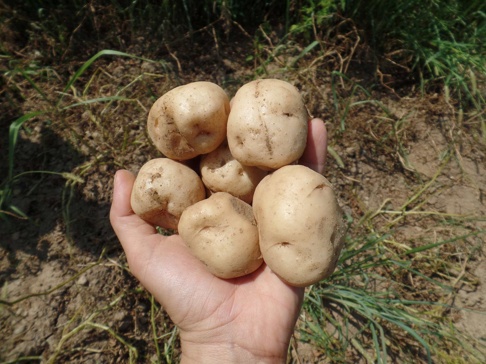 La semina delle patate e le prime cure