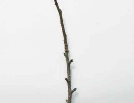 Ramo di 1 anno inserito su ramo di 2 anni con lamburde laterali