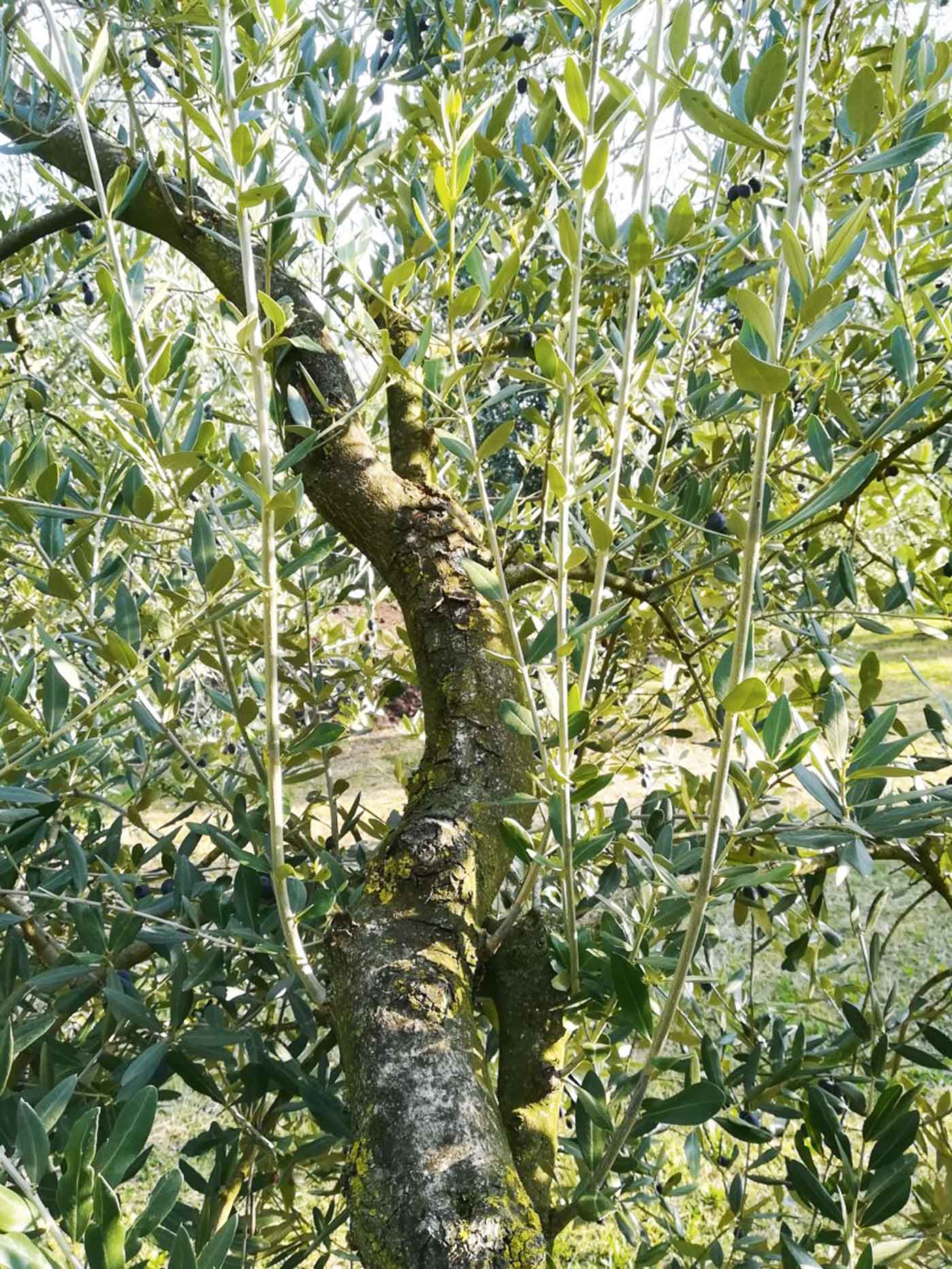 La morfologia dell'olivo - Stocker Garden