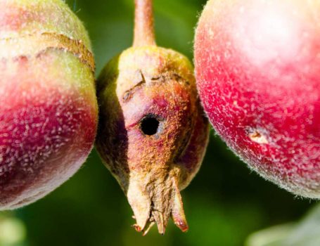 Frutto danneggiato da verme del melo