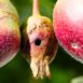 Frutto danneggiato da verme del melo