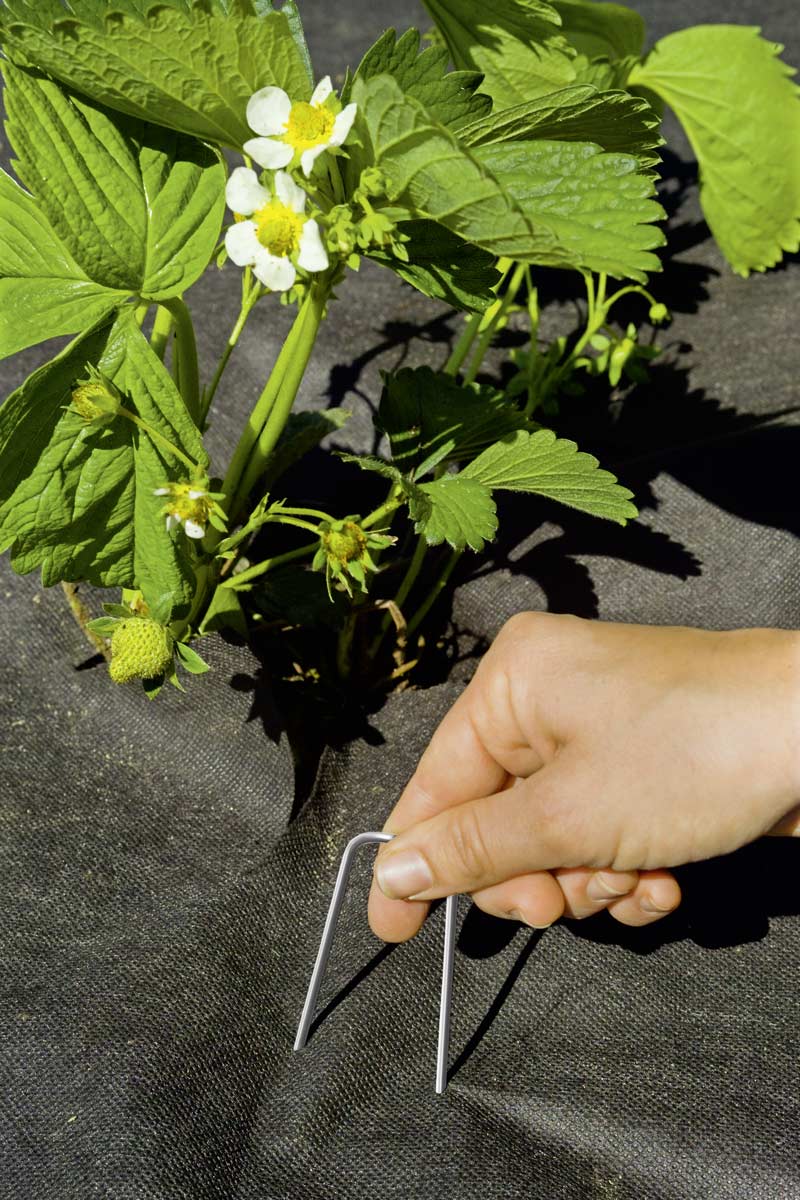 Plastic ground stakes 20 cm Stocker Garden