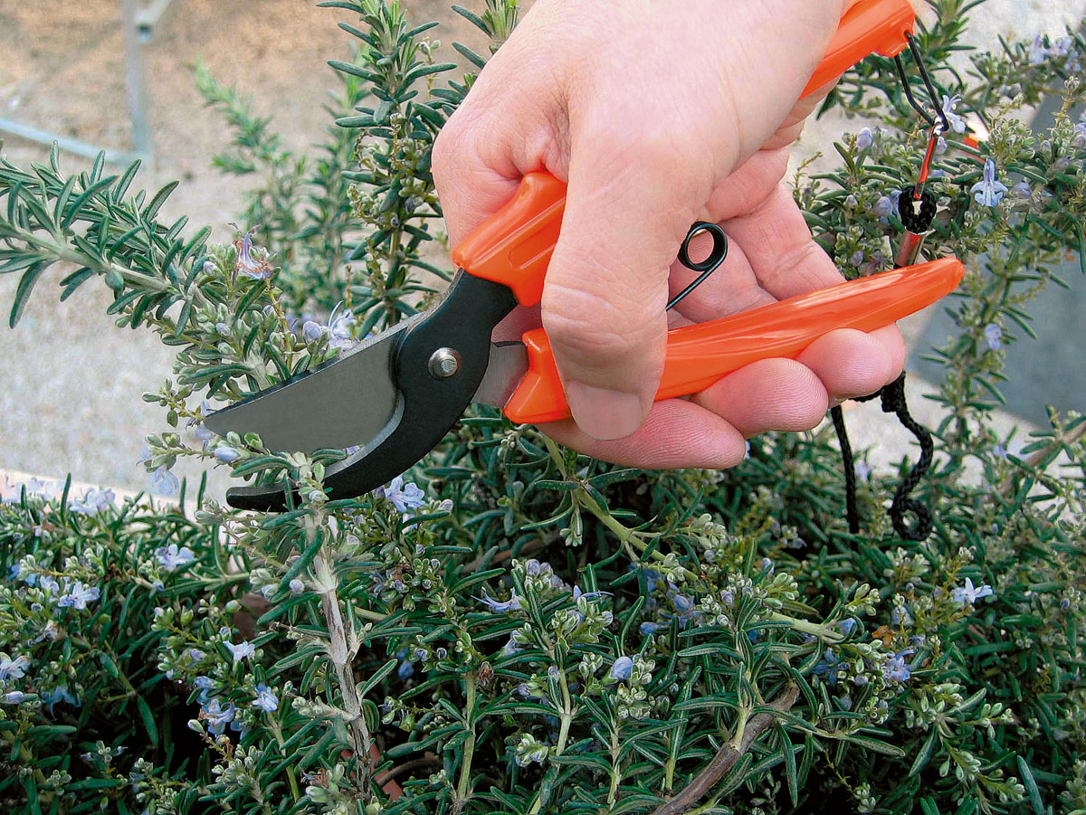 Flower shears 17 Stocker Garden