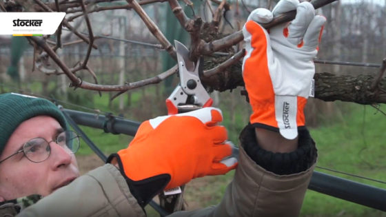 Foto: Thumbnail: La pergola doppia - Potatura della vite per uva da tavola