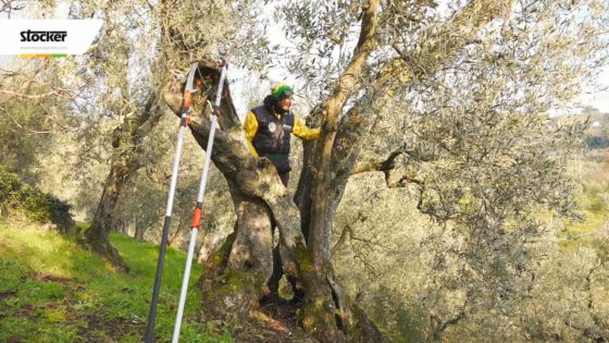 Foto: Thumbnail - Come potare l'olivo - Teoria sull'olivo secolare
