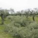 Eccessiva asportazione di chioma in olivi riformati periodicamente