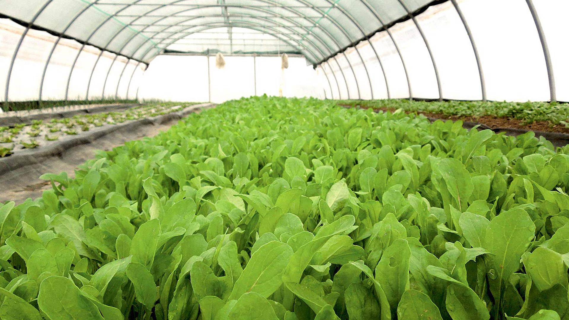 Inverno Stocker Garden