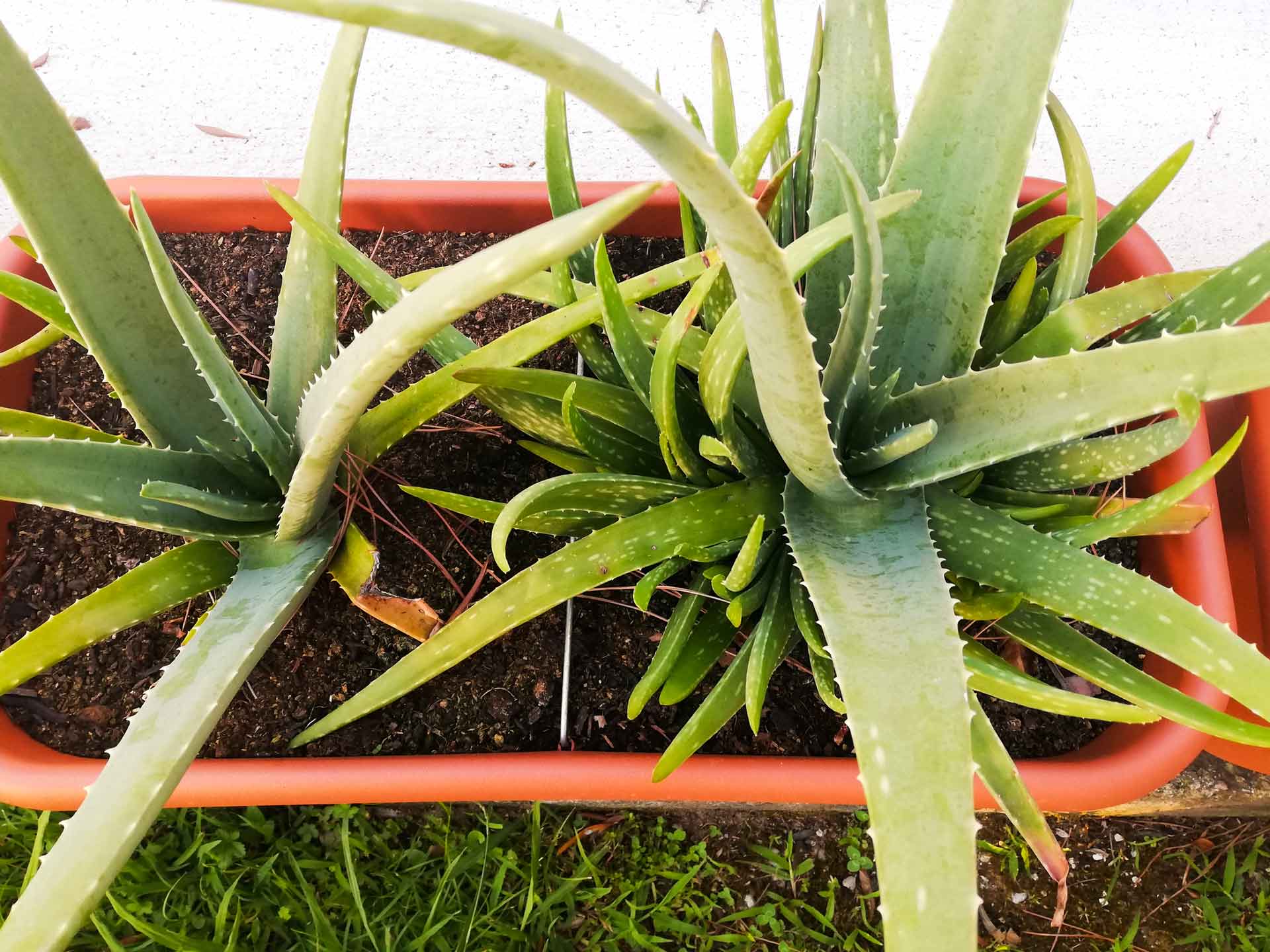 Moltiplicare le piante di Aloe vera - Stocker Garden
