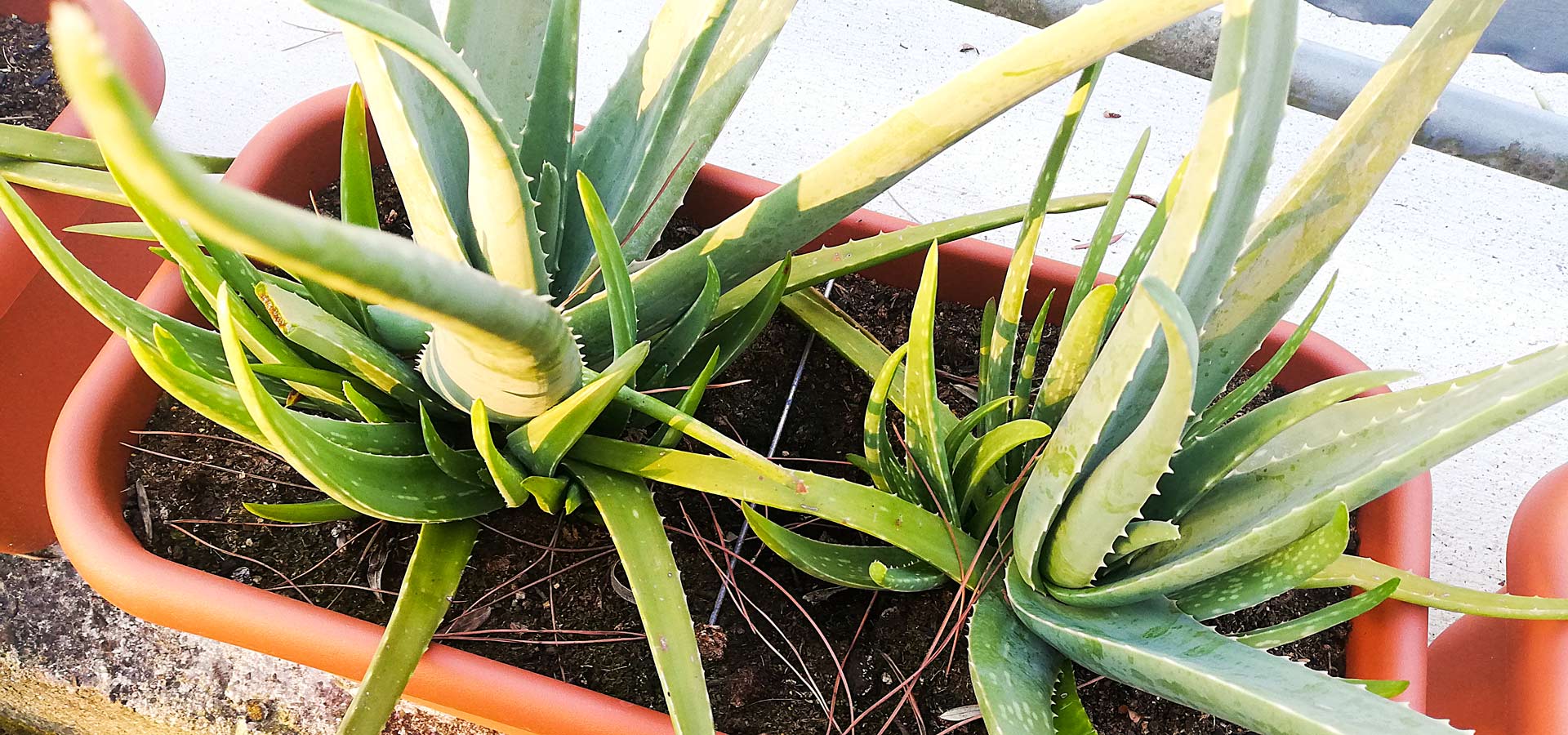 Moltiplicare le piante di Aloe vera