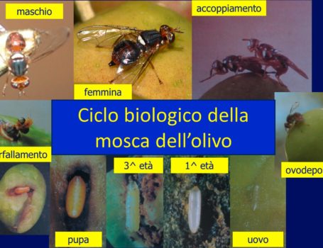 Ciclo biologico della mosca dell'olivo