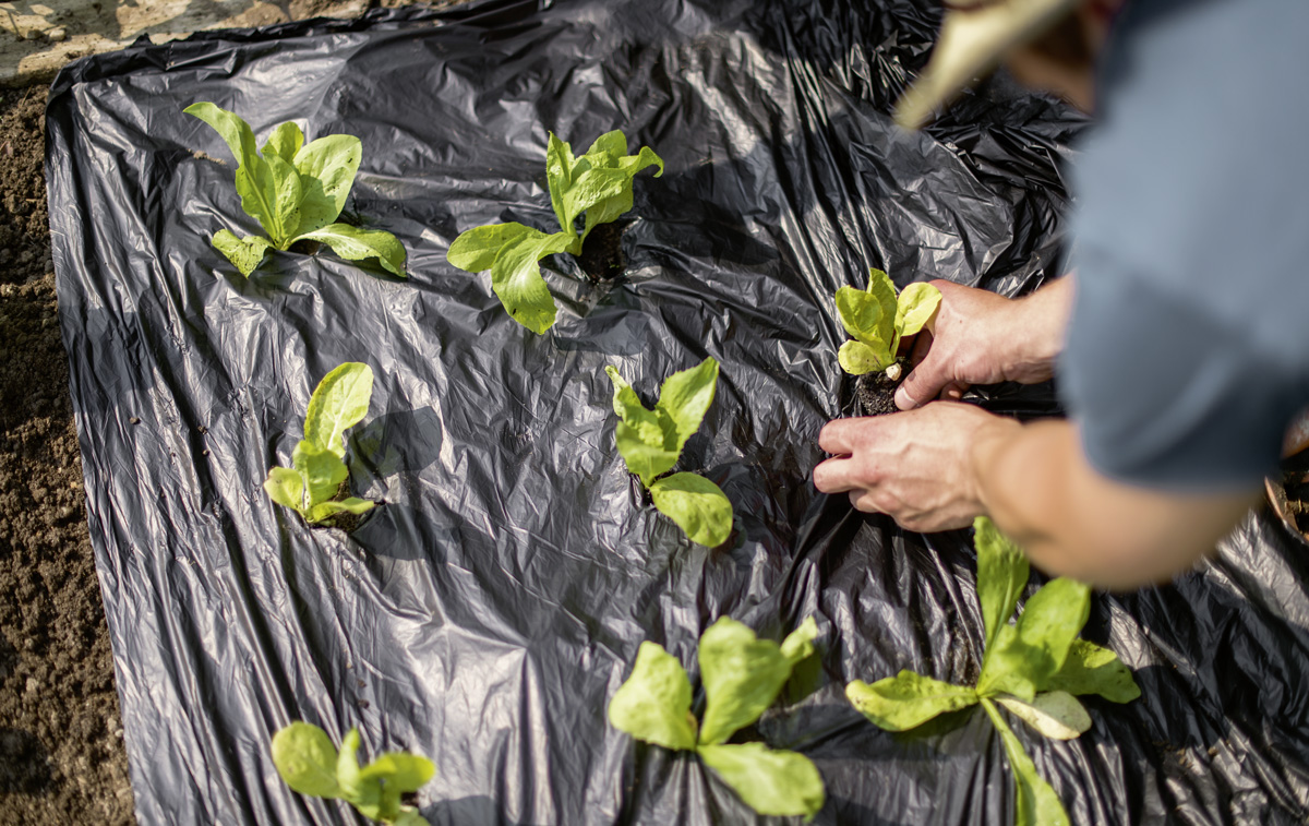 Biodegradable mulch foil 0,8 x 10 m Stocker Garden