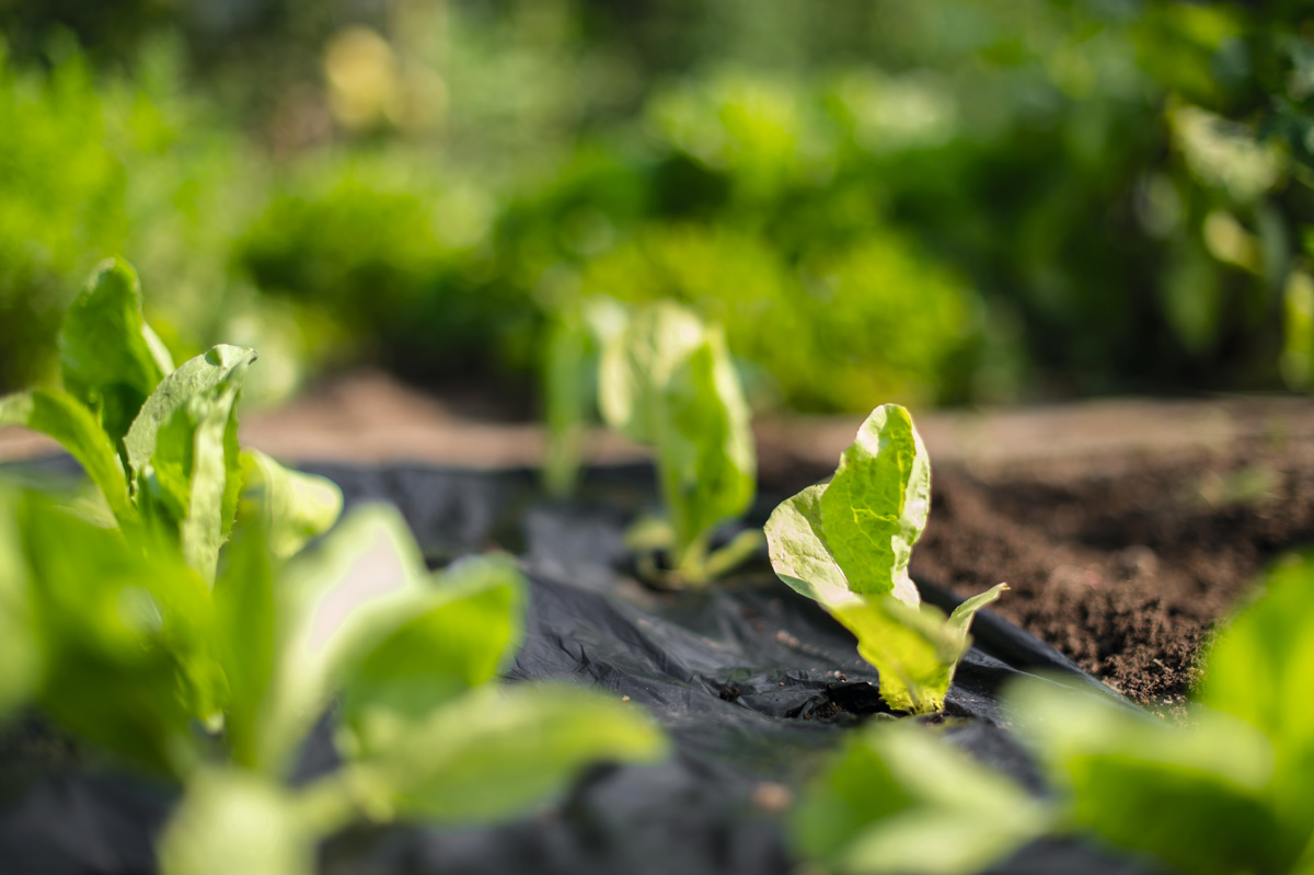 Biodegradable mulch foil 1,4 x 10 m Stocker Garden