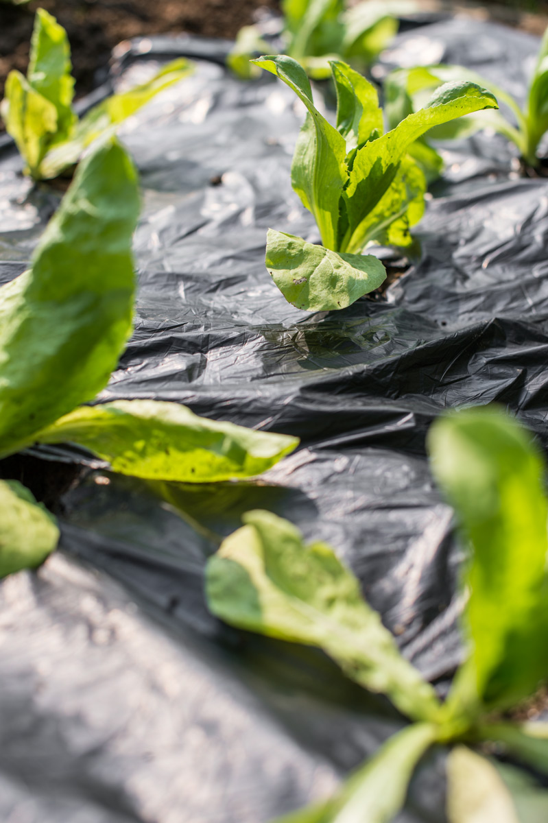 Biodegradable mulch foil 1,4 x 10 m Stocker Garden