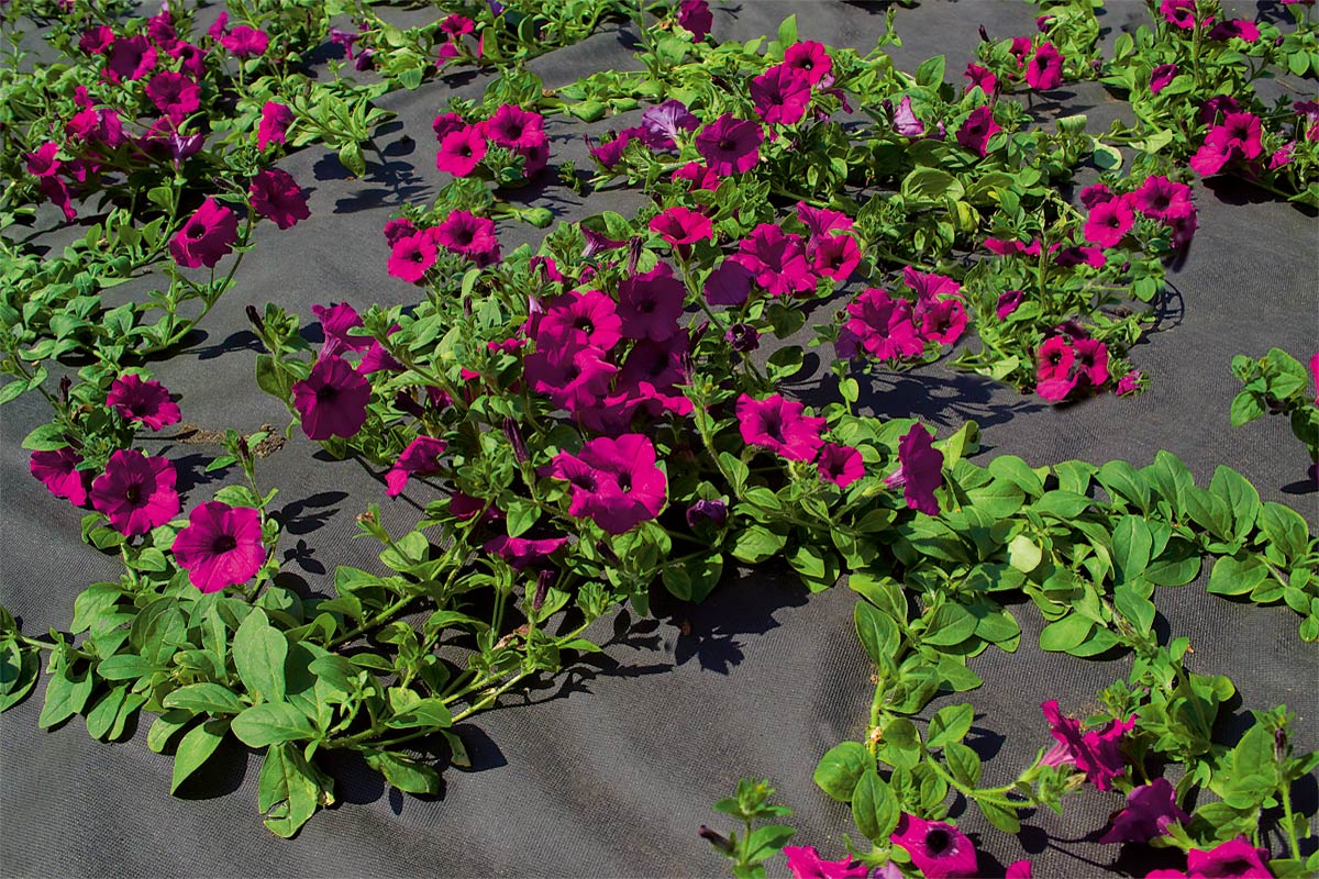 Protex mulch foil 0,8 x 5 m Stocker Garden