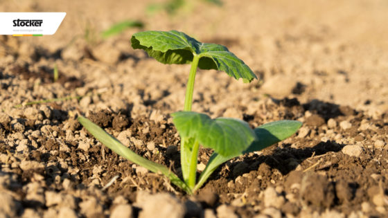 INIZIARE A COLTIVARE LE ZUCCHINE: CONSIGLI E TRUCCHI!