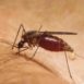 Anofele, genere di zanzare che comprende le specie coinvolte nella trasmissione di malattie.