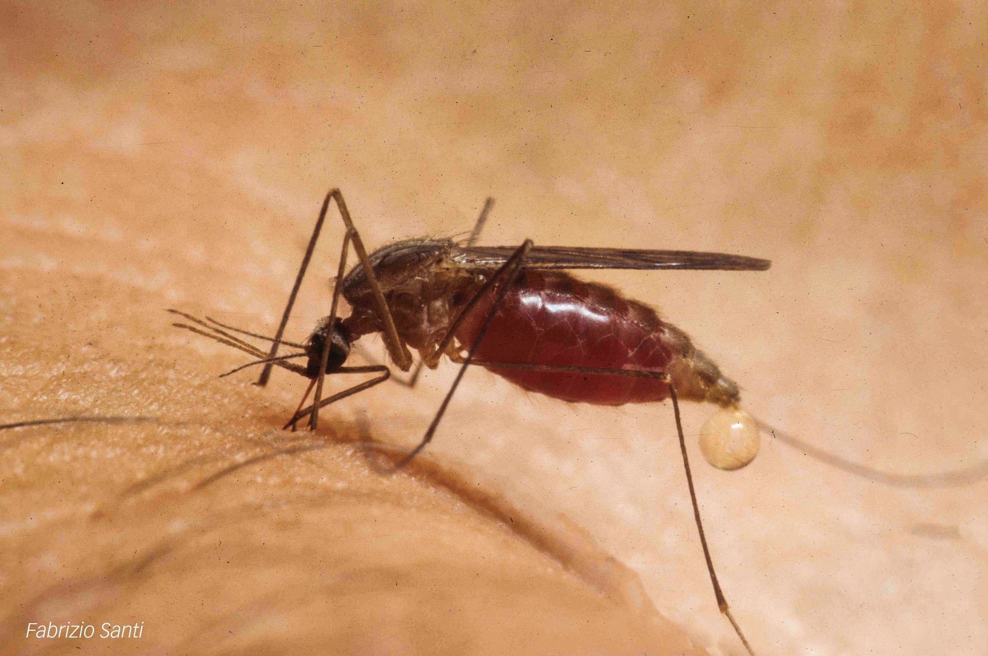 Le zanzare in giardino: ospiti indesiderati