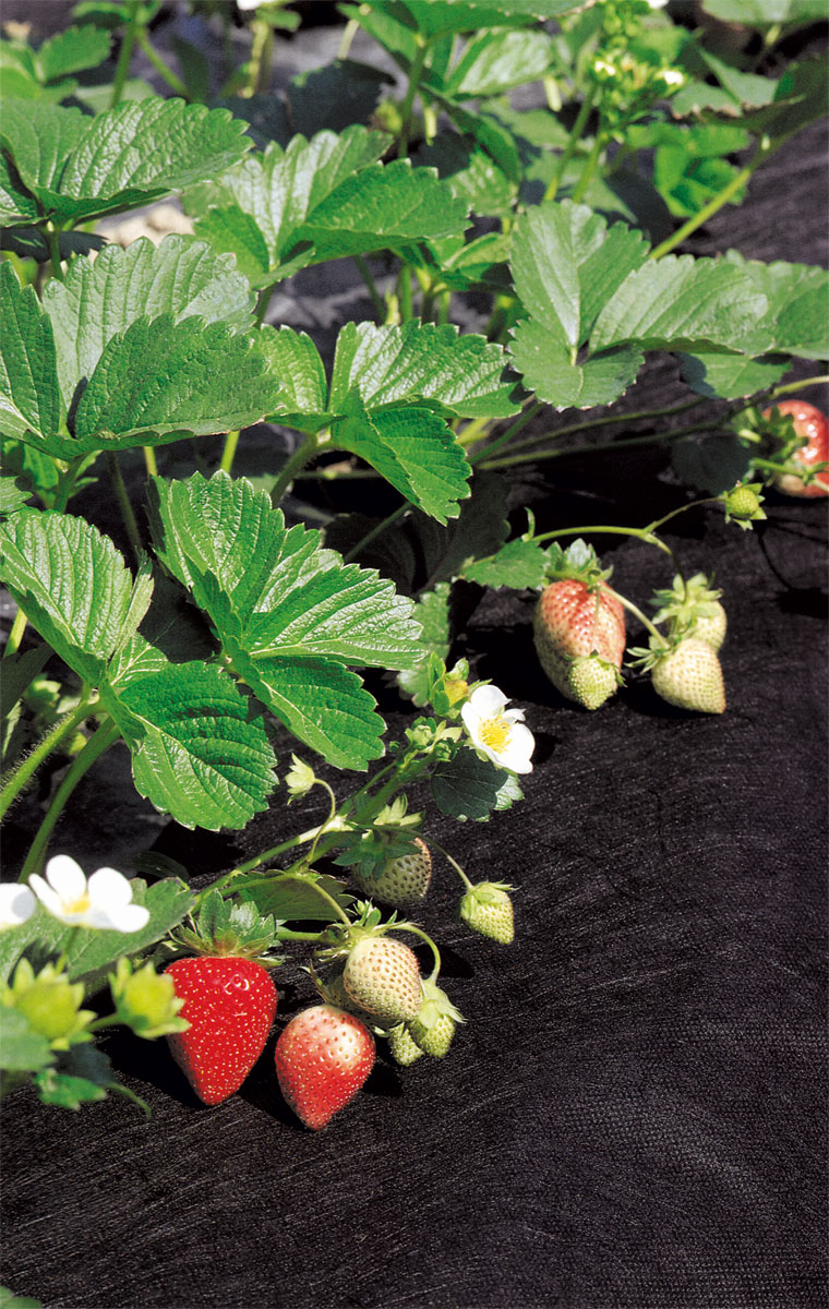 Protex mulch foil 2 x 20 m Stocker Garden