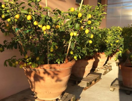 Pianta di limone in vaso
