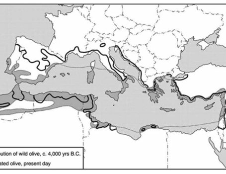 Zohary D (1995) Olive. Olea europaea (oleaceae). In: Smartt J, Simmonds NW (eds) Evolution of crop-plants. Longmans, London, pp 279–382