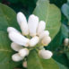 Zagara, il fiore tipico degli agrumi