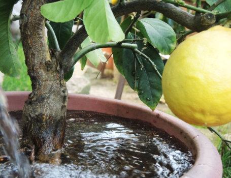 Irrigazione di un limone in vaso