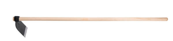 Foto: Afidi neri su fave