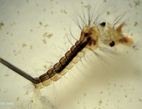 Larva di zanzara