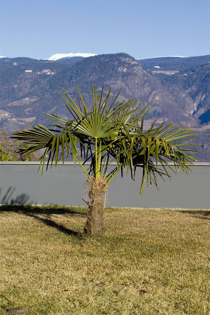 Spago Di Iuta Naturale 1,5 Mm X 50 Metri - Per Giardinaggio E Fai Da Te