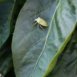 La cimice verde (Nezara viridula) parassitizza anche i peperoni