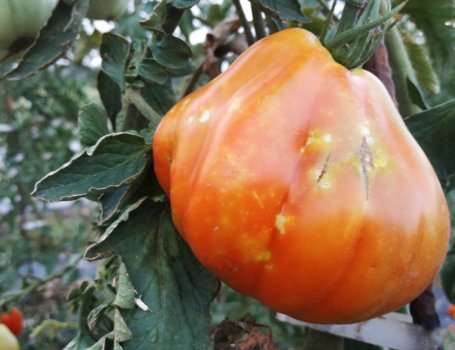 I pomodori colpiti dalle cimici presentano macchie gialle sull’epidermide