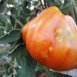 I pomodori colpiti dalle cimici presentano macchie gialle sull’epidermide