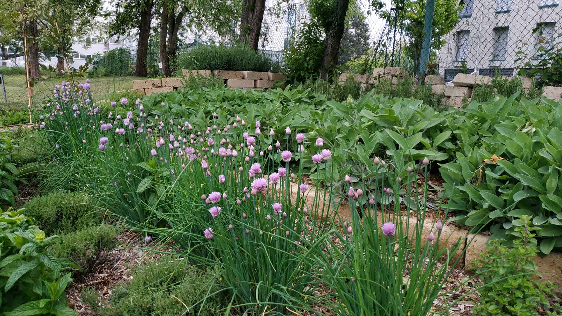 Progettare un orto con erbe aromatiche - Stocker Garden