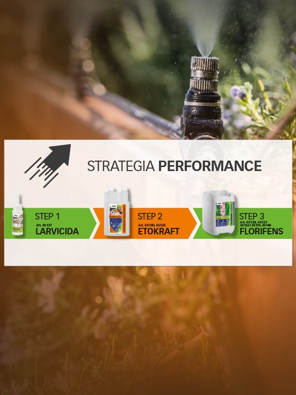 STRATEGIA PERFORMANCE