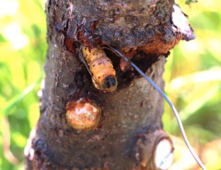 Larva di Zeuzera Pyrina uncinata dal fil di ferro.