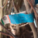 Piante certificate (cartellino azzurro)