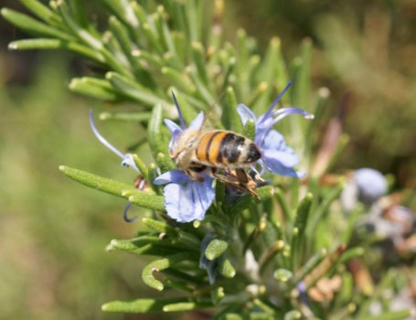 I fiori di rosmarino, ricchi di nettare, sono un ottimo pascolo per le api e gli altri impollinatori