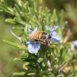 I fiori di rosmarino, ricchi di nettare, sono un ottimo pascolo per le api e gli altri impollinatori