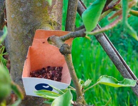 I contenitori in carta con gli antocoridi vengono appesi sugli alberi in prossimità delle prede
