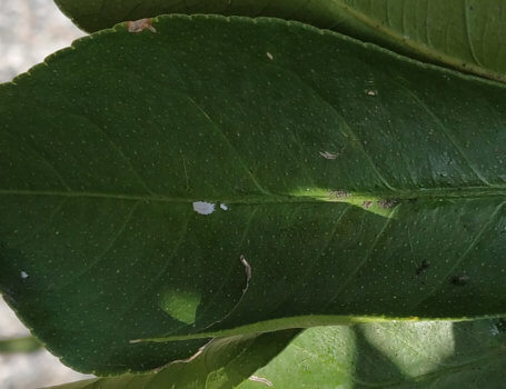 Il cotonello è una delle cocciniglie più facili da ritrovare sul limone