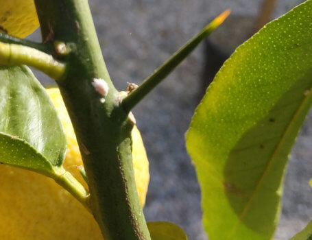 Oltre che sulle foglie le cocciniglie si possono insediare anche sui rami.
