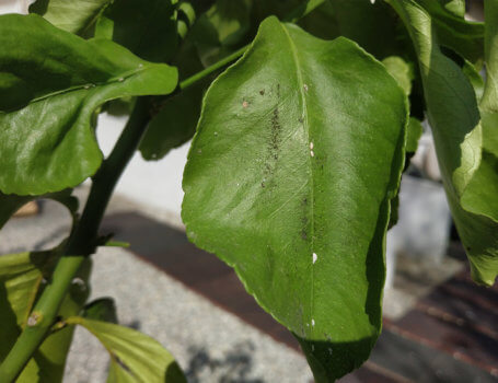 L'abbondante produzione di melata delle cocciniglie favorisce lo sviluppo di fumaggini