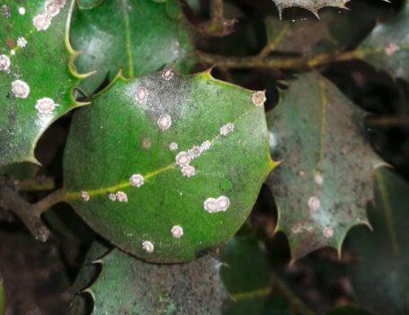 Le cocciniglie sono caratterizzate da elevata polifagia e spesso si spostano anche su piante ornamentali