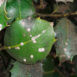 Le cocciniglie sono caratterizzate da elevata polifagia e spesso si spostano anche su piante ornamentali